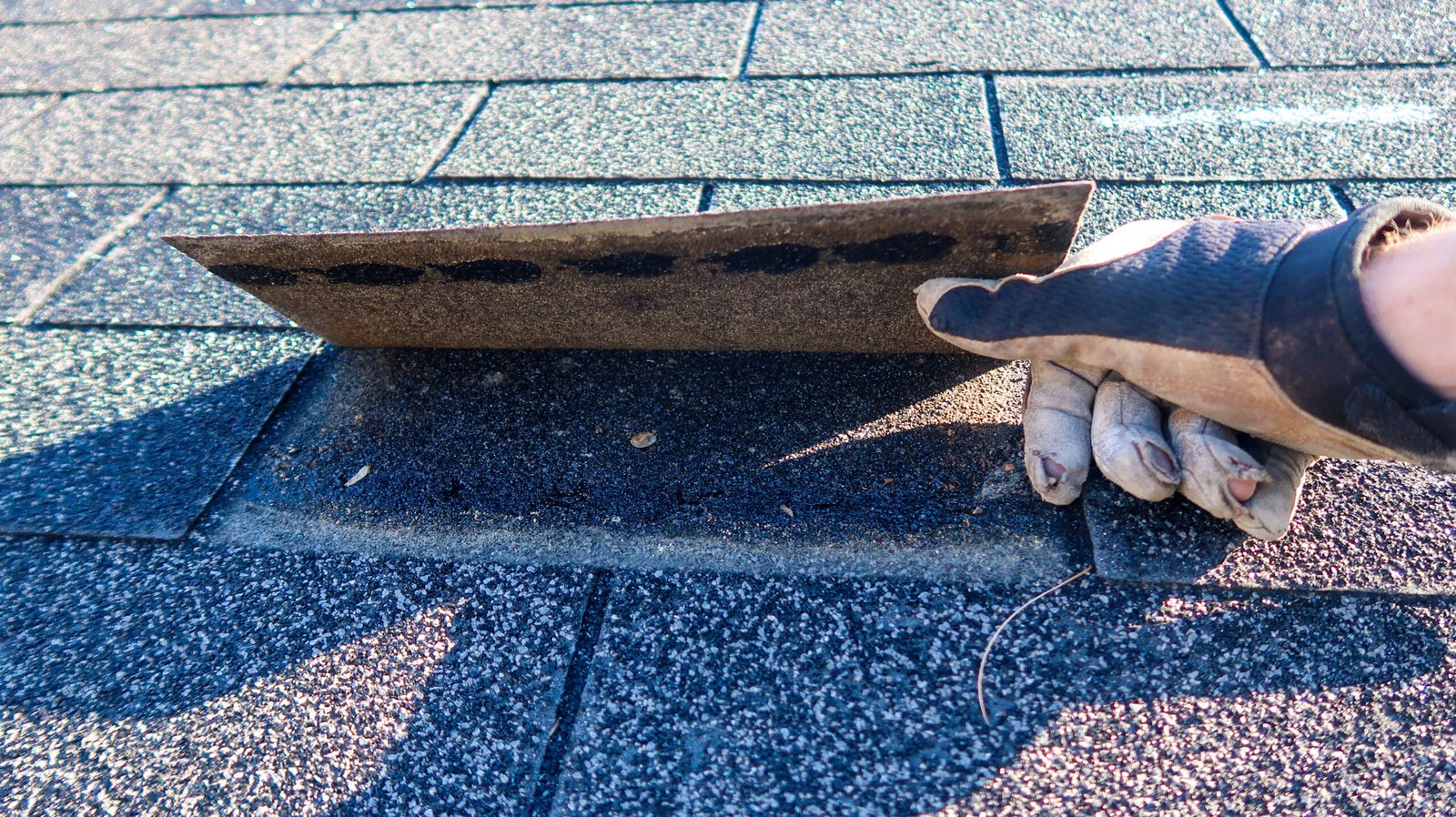 Residential roof technician in Ajax inspecting a leaky asphalt shingle roof that has a loose shingle.